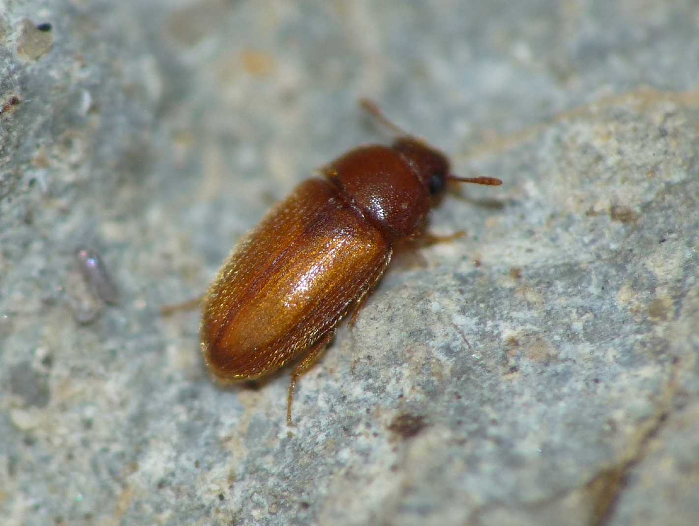 Coleotterino dorato: Typhaea stercorea (Mycetophagidae)